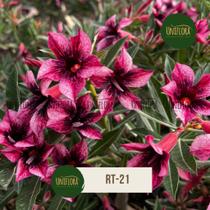 Planta Rosa do Deserto planta matriz de flor SINGELA ROXA riscadinha RT21 Planta Rosa do Deserto planta matriz de flor SINGELA ROXA riscadinha RT21