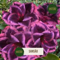 Planta Rosa do Deserto roxa dobrada exótica Sansão Planta Rosa do Deserto roxa dobrada exótica Sansão