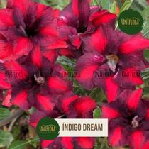 Planta Rosa do Deserto ROXA MESCLADA DOBRADA INDÍGO DREAM