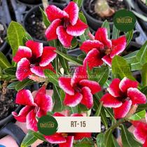 Planta rosa do deserto rt-15