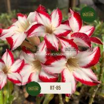 Planta rosa do deserto rt85