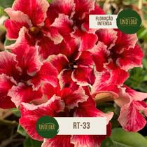 Planta Rosa do Deserto SINGELA Buquezinho vermelho MARAVILHA RT33