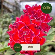 Planta Rosa do Deserto vermelha multipétalas MIKI