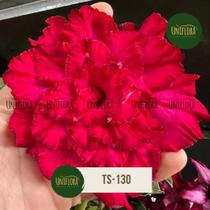 PLANTA Rosa do deserto vermelha repolhuda TS130