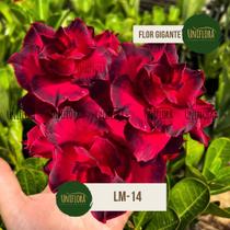 Planta Rosa do Deserto VERMELHO SANGUE FLOR GIGANTE E TRIPLA LM14