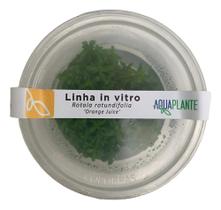 Planta Rotala Rotundifolia Orange Juice In Vitro Aquaplante