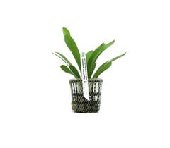 Planta Sagittaria Graminea Chácara Takeyoshi