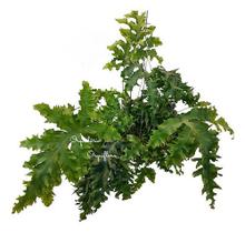 Planta Samambaia Amazonas Azul Polypodium Aureum Na Cuia Planta Samambaia Amazonas Azul Polypodium Aureum Na Cuia