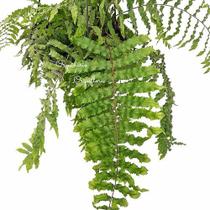 Planta Samambaia Chorona Ou Metro Polypodium Persicifolium Planta Samambaia Chorona Ou Metro Polypodium Persicifolium
