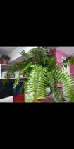 Planta samambaia natural Planta samambaia natural