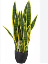 Planta Santa Bárbara natural sansevieria c/vaso