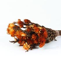 Planta Seca Arapurama Desidratada Laranja