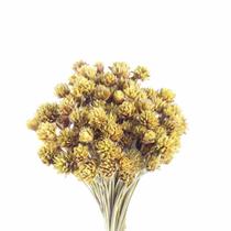 Planta Seca Botão Espeta Nariz Desidratado Amarelo