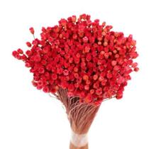 Planta Seca Botão Jazida Desidratado Vermelho Planta Seca Botão Jazida Desidratado Vermelho