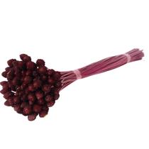 Planta Seca Botão Pimentinha Pink