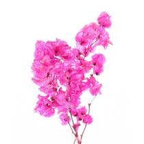 Planta Seca Bougainville Rosa 40cm