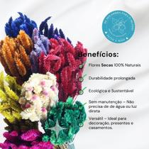 Planta Seca Buque Celosia Rosa 50cm