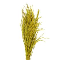 Planta Seca Capim Arroz do Cerrado Amarelo Planta Seca Capim Arroz do Cerrado Amarelo