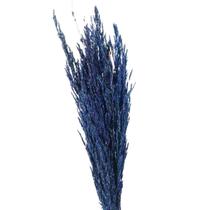 Planta Seca Capim Arroz do Cerrado Azul Planta Seca Capim Arroz do Cerrado Azul
