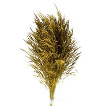 Planta Seca Capim Chorão Amarelo 60cm Planta Seca Capim Chorão Amarelo 60cm
