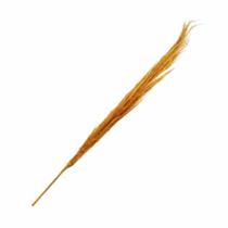 Planta Seca Capim Dos Pampas Amarelo 90cm