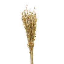 Planta Seca Capim dourado Amarelo 50cm