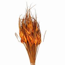 Planta Seca Capim Estrela Laranja 50cm Planta Seca Capim Estrela Laranja 50cm