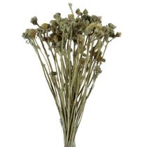 Planta Seca Capim Majestade Bege 50cm