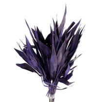 Planta Seca Capim Navalha Roxa 55cm