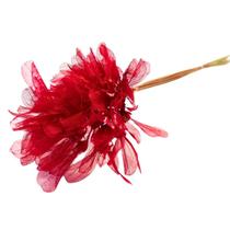 Planta Seca Folha Asa de Barata Vermelho 50cm Planta Seca Folha Asa de Barata Vermelho 50cm