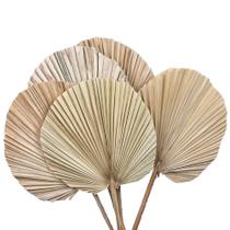 Planta Seca Latânia Natural - Kit Com 5 Planta Seca Latânia Natural - Kit Com 5