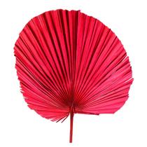 Planta Seca Latania Vermelha 70cm