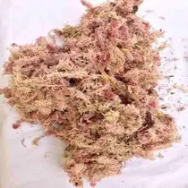 Planta Seca Musgo Rosa Verde cm