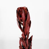 Planta Seca Protea Vermelho 50 cm Planta Seca Protea Vermelho 50 cm