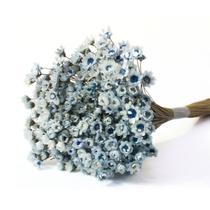 Planta Seca Sempre Viva Azul Bebê