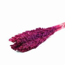 Planta Seca Sorgo Pink 60cm Planta Seca Sorgo Pink 60cm
