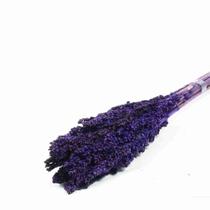 Planta Seca Sorgo Roxo 60cm Planta Seca Sorgo Roxo 60cm