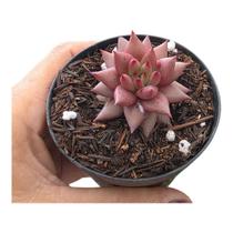Planta Suculenta Agavoide Celestia pote 9 cm(pequeno)