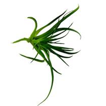 Planta Suculenta Artificial Permanente Capim 16X8Cm