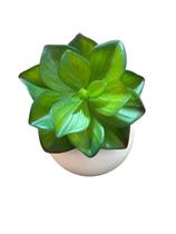 Planta Suculenta Artificial Verde Decorativa Durável