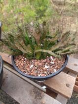 Planta Suculenta Cabeça de Medusa Cristata Euphorbia Flanaganii - Suculentas e Cia