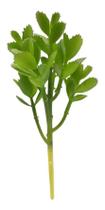 Planta Suculenta Carnívora Artificial Verde Galho Decoração - QX Flores
