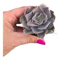 Planta Suculenta Echeveria Camisole pote 6 cm Planta Suculenta Echeveria Camisole pote 6 cm