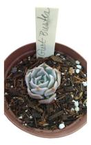 Planta Suculenta Echeveria Ghost Buster Muda Pequena Planta Suculenta Echeveria Ghost Buster Muda Pequena