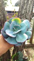 Planta Suculenta Echeveria Gila