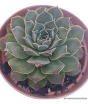 Planta Suculenta Echeveria Hialina pote 11