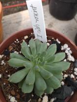 Planta Suculenta Echeveria Irish mint - maravilhosa "coleção"