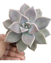 Planta Suculenta Echeveria Paraguaense