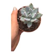 Planta Suculenta Echeveria Powder Puff Planta Suculenta Echeveria Powder Puff