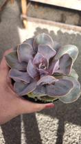 Planta Suculenta Echeveria Red Vampire Planta Suculenta Echeveria Red Vampire